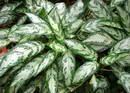 Aglaonema commutatum